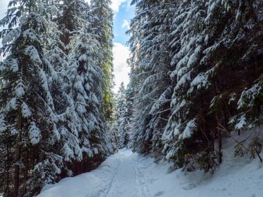 Ormanda bir patika. Karlı ve güneşli bir havada, orman parkında kar beyazı. Karların altındaki firavun ağaçları. Kışın dağ ormanı. Noel manzarası. Karpat Dağları, Ukrayna, Avrupa