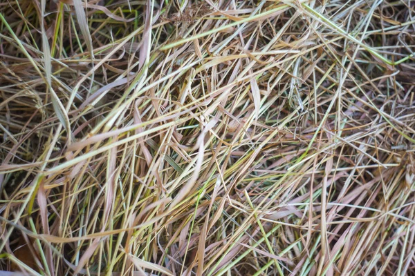 Dry Straw Backdrop Hay Texture Close Color Fodder Livestock Building — Photo