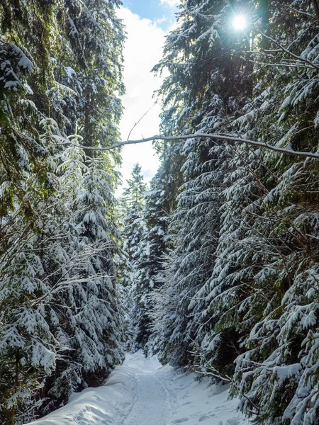 Trail Woods Winter White Snow Outdoor Forest Park Snowy Sunny — стоковое фото