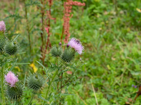 Carduus acanthoides or spiny plumeless thistle, welted thistle, or plumeless thistle. Field with Silybum marianum, medical plant. Pink blossom and buds with barbed leaves close up. Purple Milk thistle