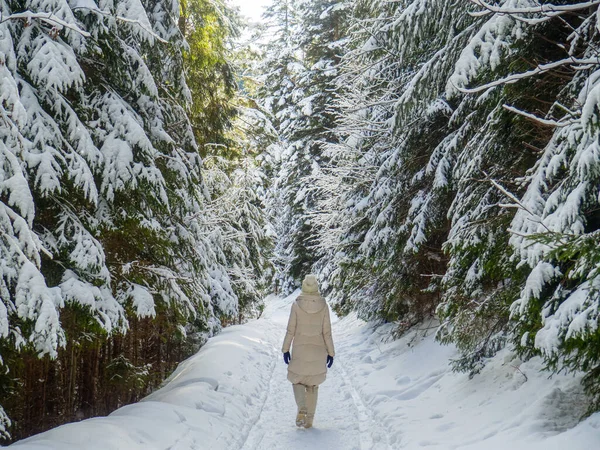 Woman in white clothes walking on trail in the woods. Winter white snow outdoor in forest park at snowy sunny weather. Fir trees under the snow. Christmas landscape. Carpathian mountains, Ukraine.