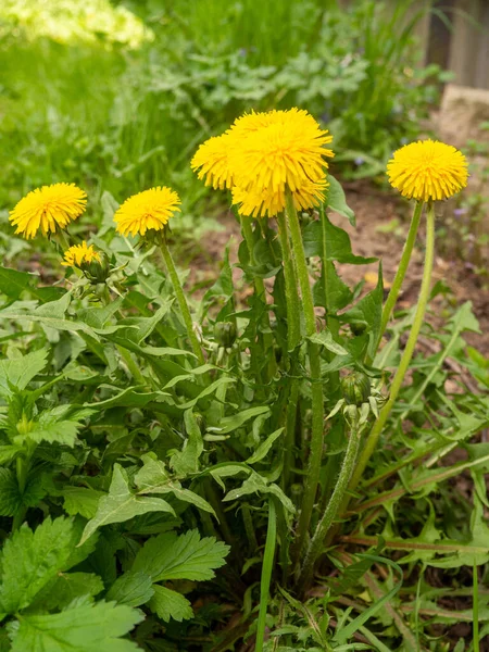 Dandelion Flowers Garden Taraxacum Officinale Dandelion Plant Fluffy Yellow Bud — Stock Photo, Image