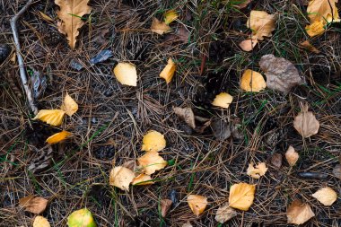 Sarı yapraklar ve kozalaklar ormanda yerde yatıyor.