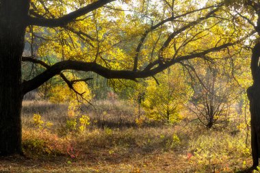 Güneşli bir sonbahar ormanda