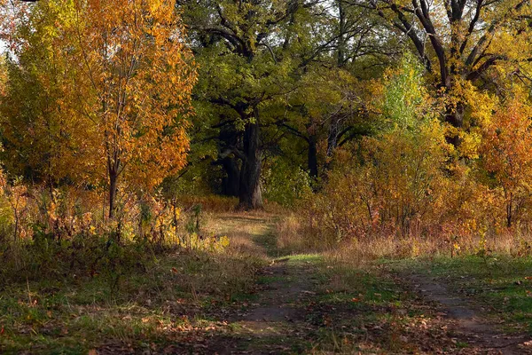Uma Bela Estrada Floresta Outono — Fotografia de Stock