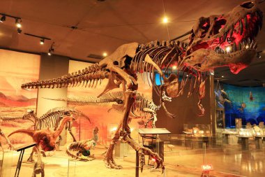 tarih öncesi hayvan fosil kemiği