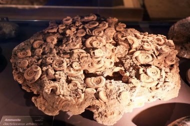 tarih öncesi hayvan fosil kemiği