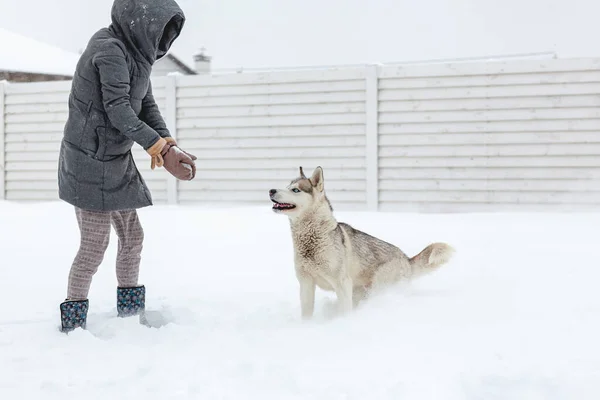 Жінка Розважається Своїм Домашнім Собакою Сестринським Хаскі Снігу — стокове фото