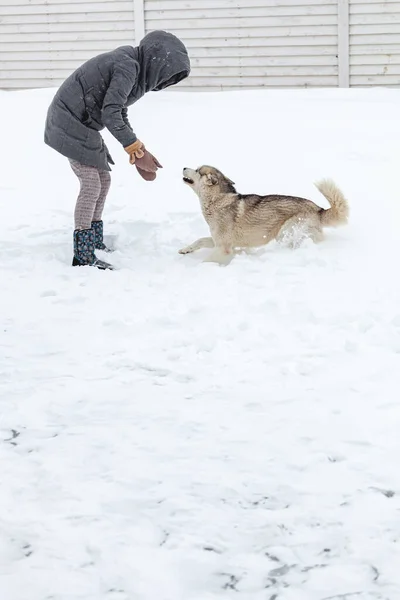 Uma Mulher Divertindo Com Seu Cão Estimação Siberiano Husky Neve — Fotografia de Stock