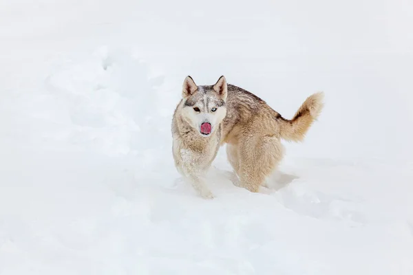Молодий Сибірський Хаскі Собака Біжить Веселиться Глибокому Снігу Після Сильної — стокове фото
