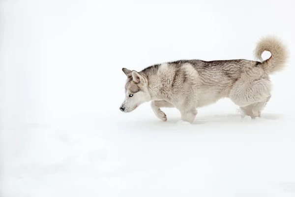 大雪の後 雪の中で遊んでいるシベリアのハスキー品種の若い犬 — ストック写真