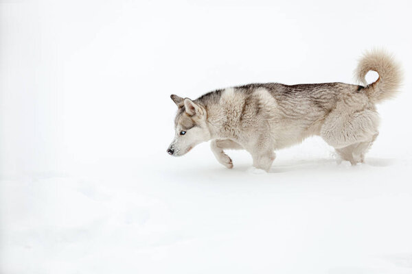 Young dog of siberian husky breed playing in the snow after heavy snowfall