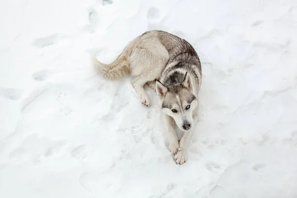 Sibirya Husky Cinsinin Genç Köpeği Yoğun Kar Yağışından Sonra Karda — Stok fotoğraf