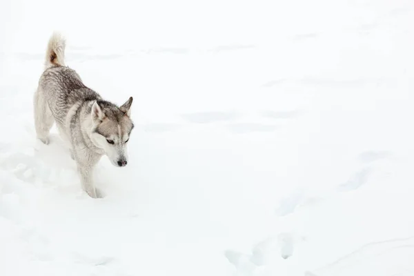 Jonge Hond Van Siberische Husky Ras Spelen Sneeuw Zware Sneeuwval — Stockfoto