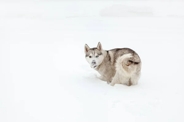 Sibirya Husky Cinsinin Genç Köpeği Yoğun Kar Yağışından Sonra Karda — Stok fotoğraf