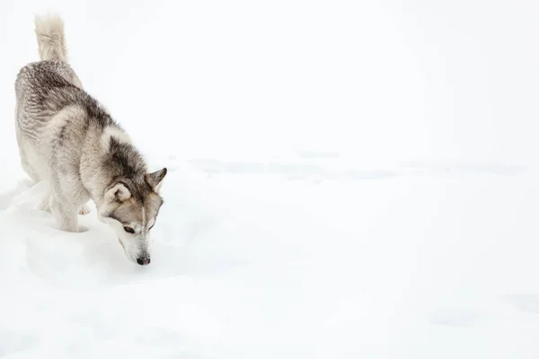 Sibirya Husky Cinsinin Genç Köpeği Yoğun Kar Yağışından Sonra Karda — Stok fotoğraf