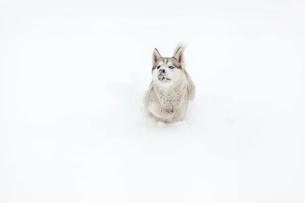 Young Dog Siberian Husky Breed Playing Snow Heavy Snowfall — Stock Photo, Image