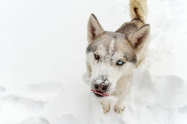 Jovem Cão Husky Siberiano Corre Diverte Neve Profunda Após Uma — Fotografia de Stock
