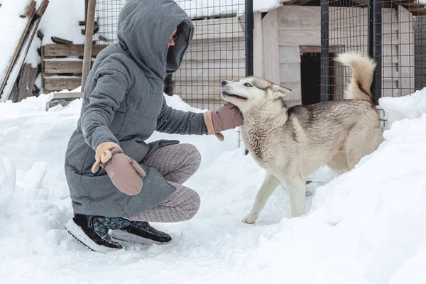 Uma Mulher Divertindo Com Seu Cão Estimação Siberiano Husky — Fotografia de Stock