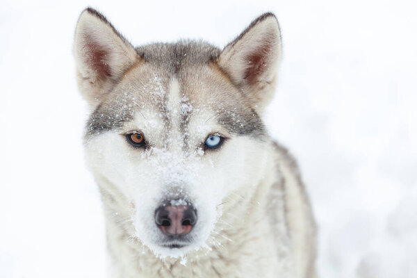 The Siberian husky with eyes of different colors muzzle close up