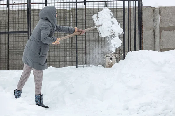 Uma Mulher Com Uma Limpando Neve Para Aviário Seu Cão — Fotografia de Stock