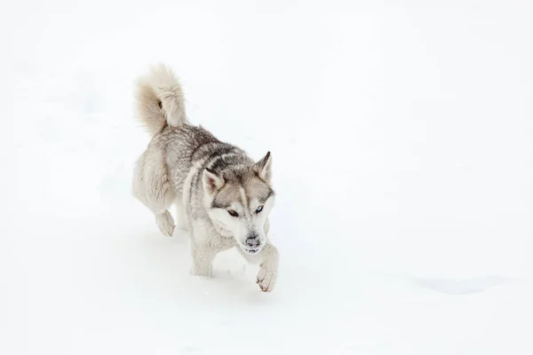 Cão Jovem Raça Husky Siberiana Brincando Neve Após Queda Neve — Fotografia de Stock