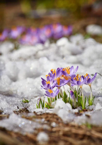 Закрыть весенний цветок крокуса в тающем снегу на солнце Лицензионные Стоковые Фото