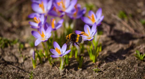 バンブルビーが春咲きのクロッカスの花に花粉を集め ストック画像