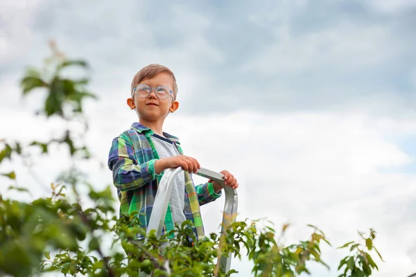 Kind Auf Leiter Neben Baum Gartenarbeit Hinterhofgarten Stockfoto