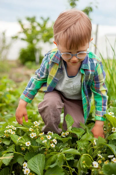 Tuinieren Tuin Van Aardbeienplant Achtertuin Stockfoto