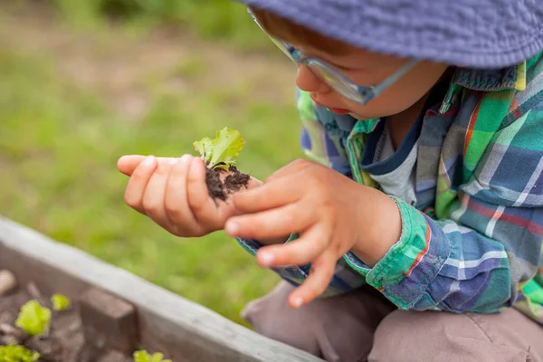 Kindergärtnern Gemüsegarten Hinterhof lizenzfreie Stockfotos