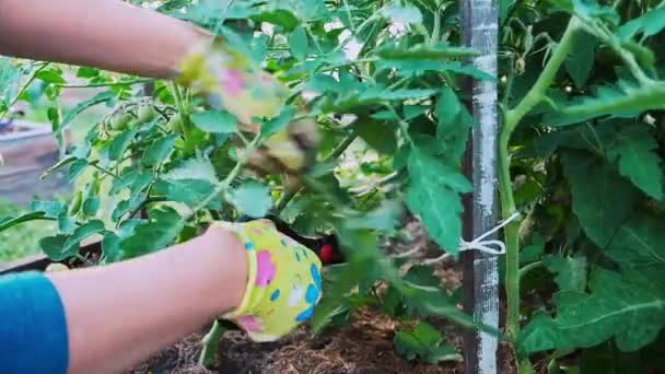 Vrouw tuinier in handschoenen werken in de tuin in de achtertuin, agrarisch leven — Stockvideo