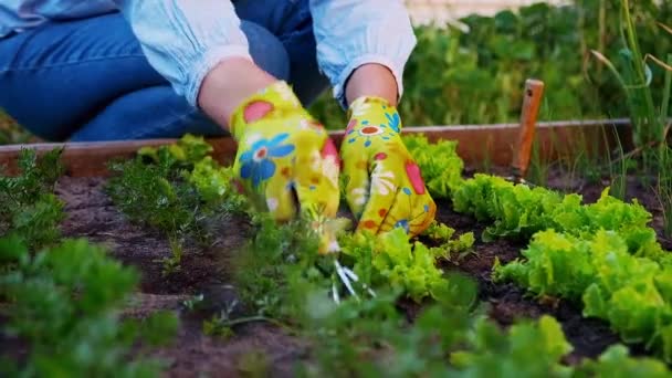 농사일을 하는, 뒷마당의 정원에서 일하는 장갑을 끼고 일하는 여성 정원사 — 비디오