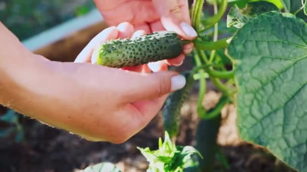Frauenhände ernten Gurken von einer Pflanze im Gewächshaus — Stockvideo