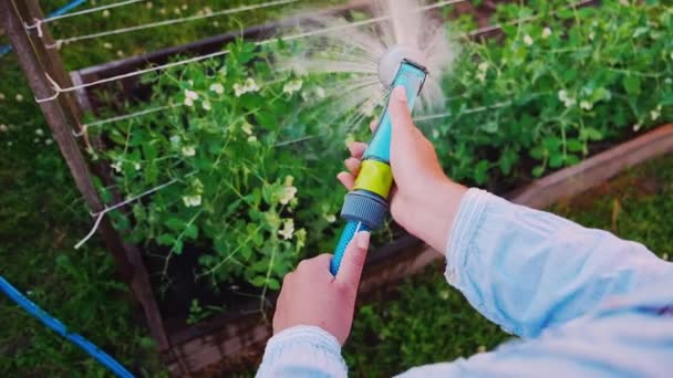 La vie agraire, femme jardinier arrosage tuyau pois vert le jardin dans la cour, expérience à la première personne — Video