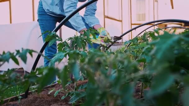 Jardineiro mulher em luvas que trabalham no jardim no quintal, vida agrária — Vídeo de Stock