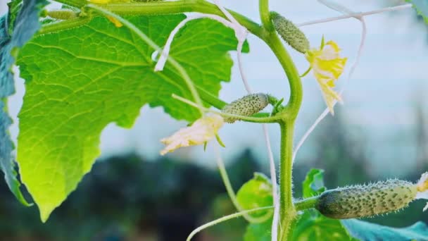 Gurkenpflanzengemüse und Blätter rumpeln im Wind im Gewächshaus — Stockvideo