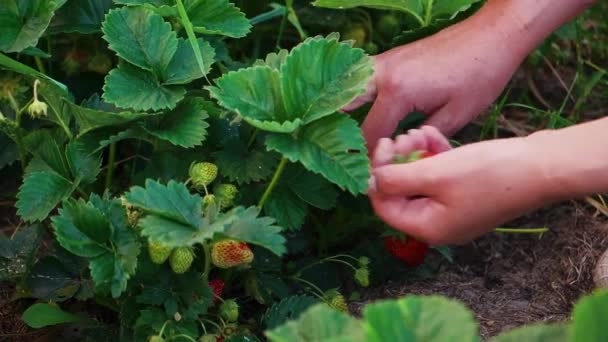 Vida agraria, jardinería a mano de mujer en el jardín de fresas en el patio trasero — Vídeo de stock