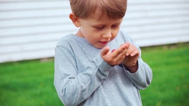 Bambino di 4 anni che alleva e mangia lamponi in giardino — Video Stock