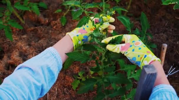 Женщина садовник в перчатках работает в саду на заднем дворе, опыт от первого лица — стоковое видео