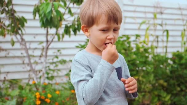 Barn 4 år gammal håller och äter hallon på bakgården — Stockvideo