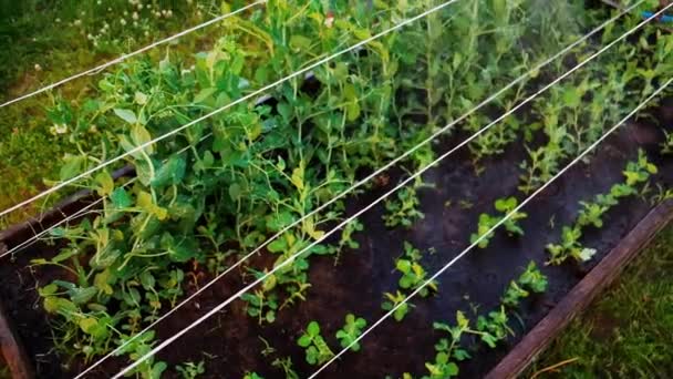 農業生活,女性庭師散水ホース緑のエンドウ豆裏庭での庭,一人称の経験 — ストック動画