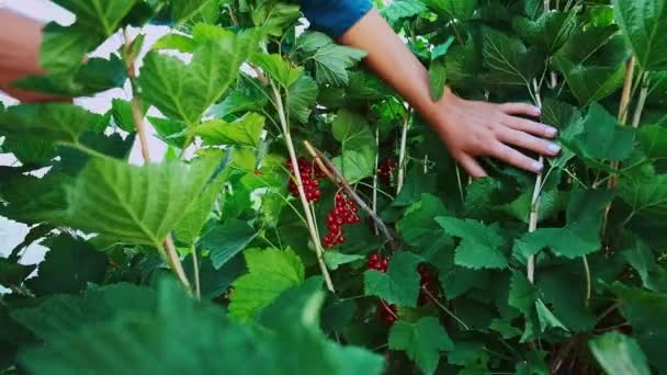 Ženské ruce sklízející červené rybízové bobule z větví keřů — Stock video