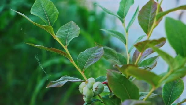 Βατόμουρα φυτεύουν άγουρα πράσινα μούρα κυματίζουν στον άνεμο — Αρχείο Βίντεο