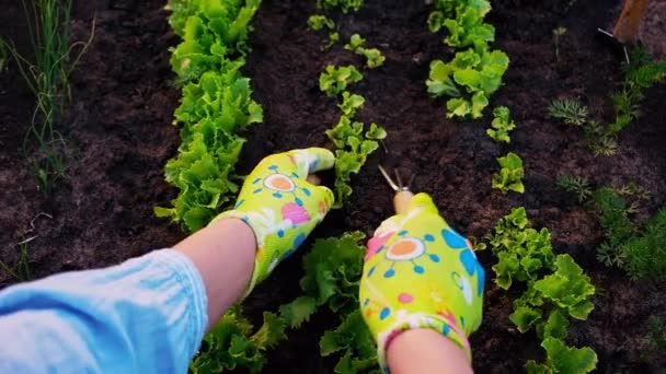 Tukang kebun wanita dalam sarung tangan bekerja di kebun di halaman belakang, kehidupan agraris, pengalaman orang pertama, — Stok Video