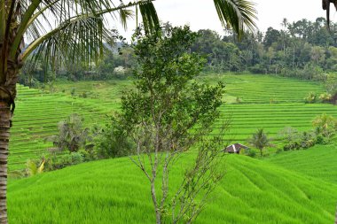 Bali Endonezya 'da güzel bir ricefield