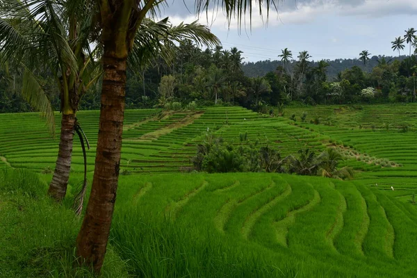 Bali Endonezya 'da güzel bir ricefield