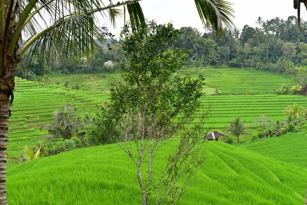 印度尼西亚巴厘岛美丽的稻田 — 图库照片