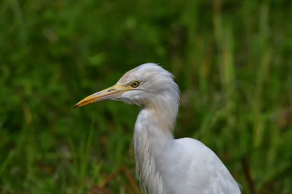 Pirinç tarlasında Endonezya Egreti 