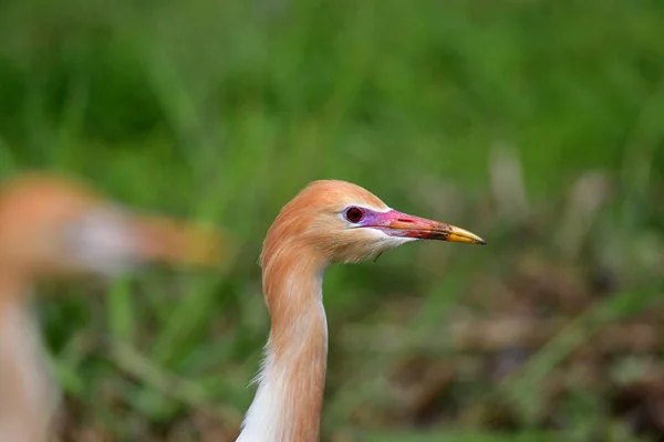 Bali ricefield 'da Renkli Kuş (Egret)